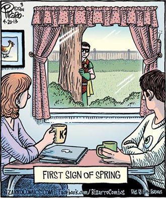 first signs of spring, robin