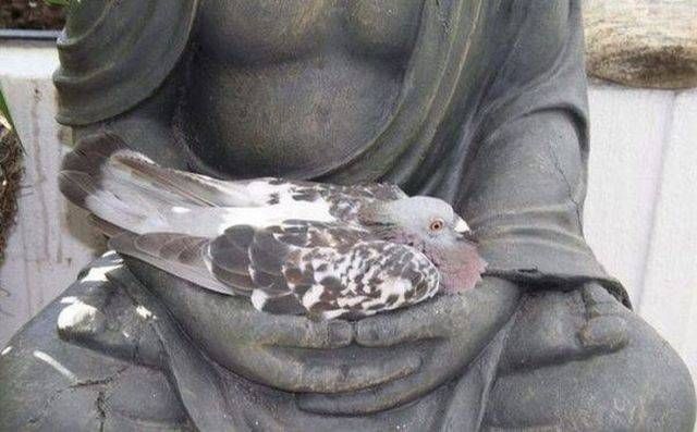 pigeon nest statue