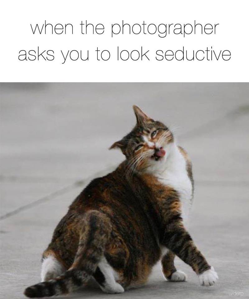 when the photographer asks you to look seductive, cat in awkward pose