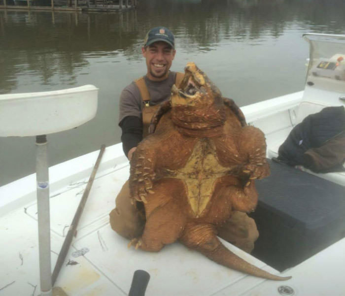 and they say that dinosaurs are extinct, giant river turtle