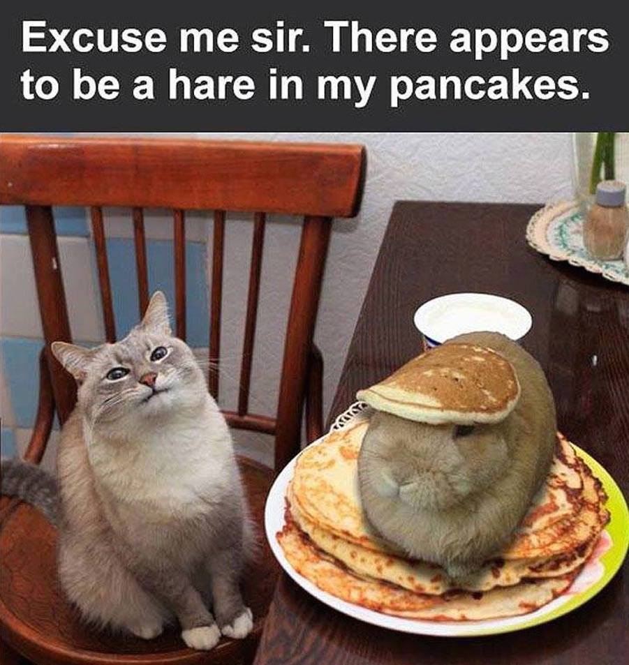 excuse me sir there appears to be a hare in my pancakes, disgusted cat meme