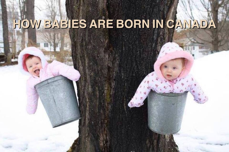 how babies are born in canada, babies in maple syrup buckets