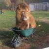 a cat is a cat, lion sitting in a wheel barrow