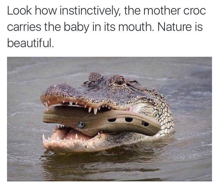 look how instinctively the mother croc carries the baby in its mouth, nature is beautiful
