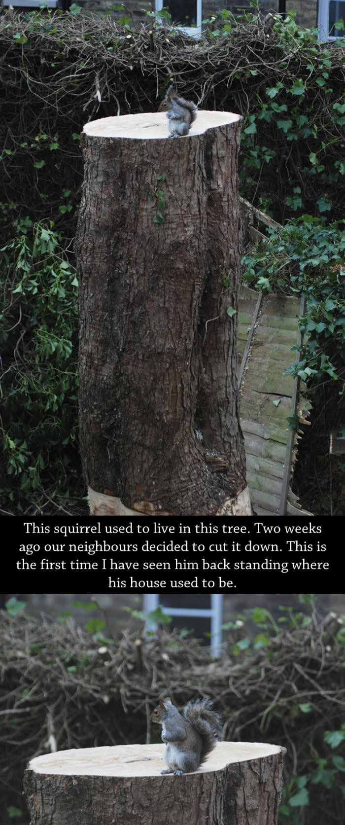 this squirrel used to live in this tree, two weeks ago our neighbours decided to cut it down, this is the first time i have seen him back standing where his house used to be