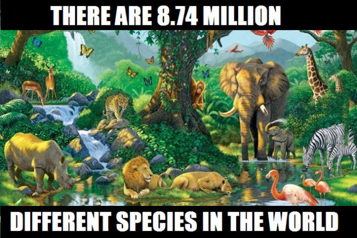 there are 8.74 million different species in the world