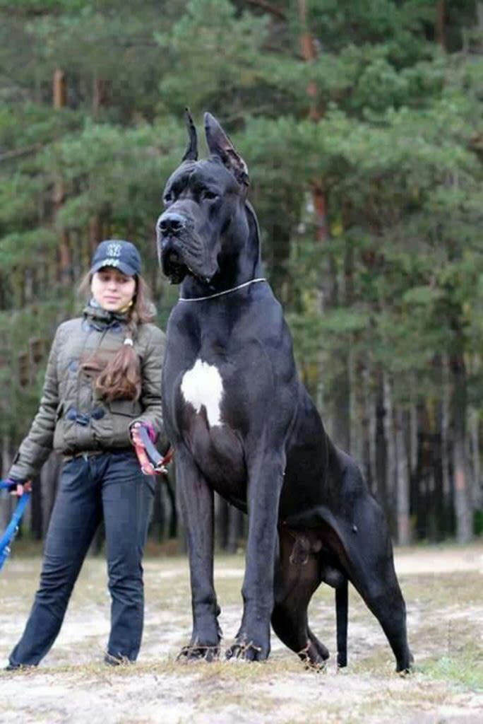 biggest dog in the world hercules breed