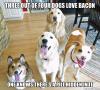 three out of four dogs love bacon, one knows there's a pill hidden in it, meme