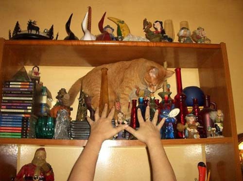 moments before absolute disaster, cat behind all sorts of glass objects on shelf