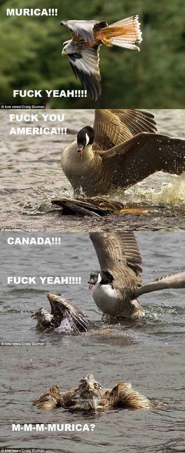 murica fuck yeah, canada fuck yeah, m-m-murica?