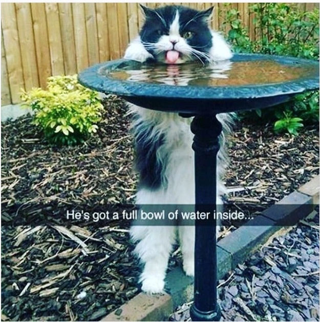 he's got a full bowl of water inside