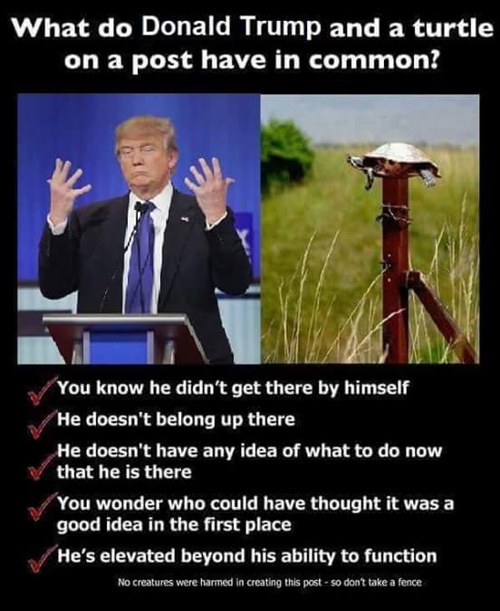 what do donald trump and a turtle on a post have in common, you know he didn't get there by himself, he doesn't belong up there, he doesn't have any idea of what to do now, he's elevated beyond his ability to function