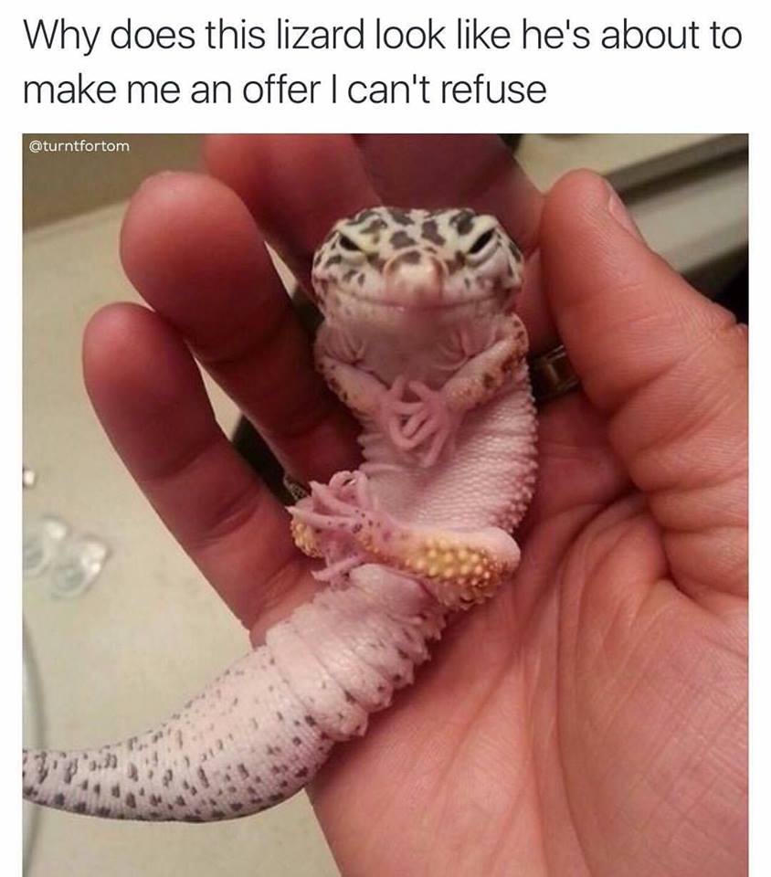 why does this lizard look like he's about to make me an offer i can't refuse
