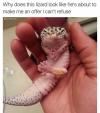 why does this lizard look like he's about to make me an offer i can't refuse