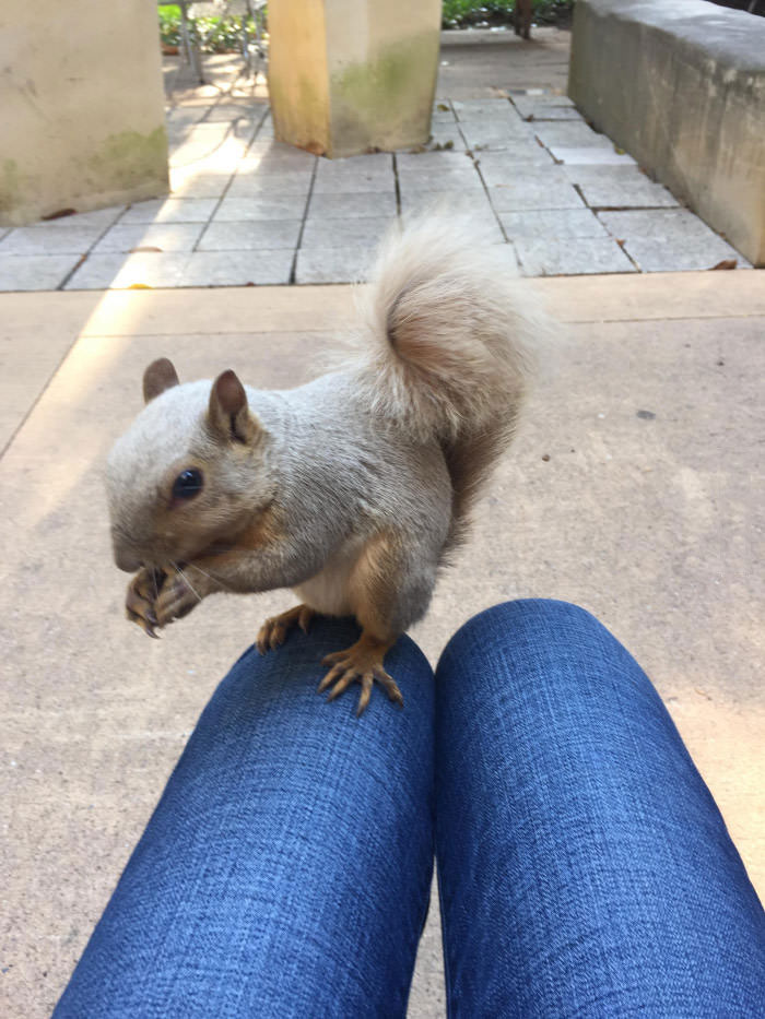 just my new best friend mr squirrel
