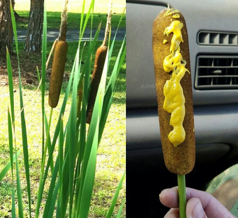 saw these corn dogs growing in their natural habitat but they didn't seem ripe before no amount of mustard made them taste good