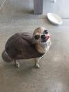 turtle dog, baseball cap on chihuahua