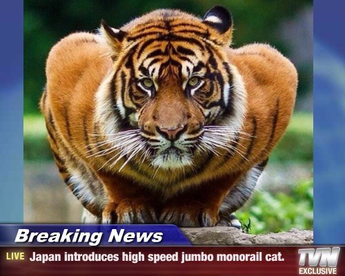 japan introduces high speed jumbo monorail cat