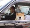 doge knows what you did, skeptical doge in car