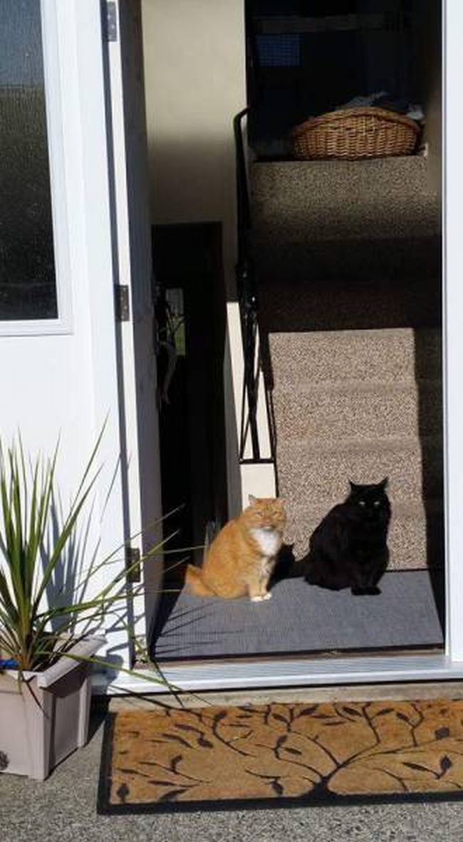 a cat and his shadow