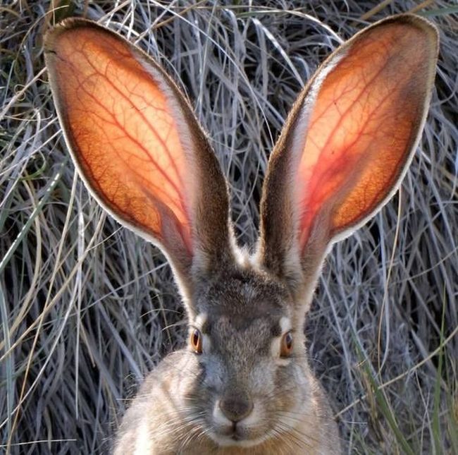 just a rabbit with very large ears
