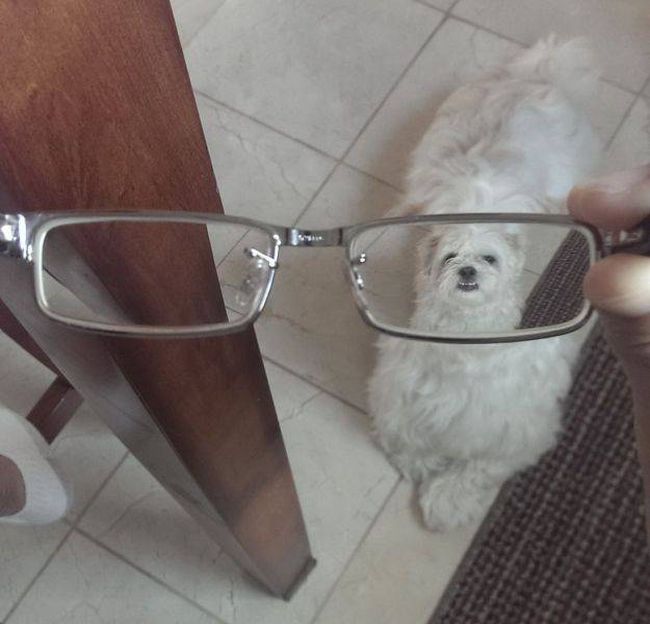 the dog with a head in his back, glasses demagnification