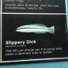 slippery dick, this fish can change sex if its group loses either a dominant male or female