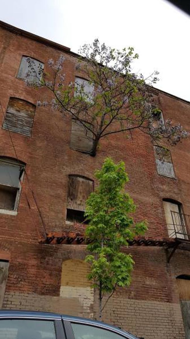 tree growing out of the side of a building