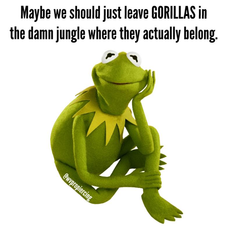 maybe we should just leave gorillas in the damn jungle where they actually belong, but that's none of my business