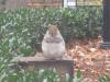 ridiculously fat squirrel wants to know if you're going to eat that camera