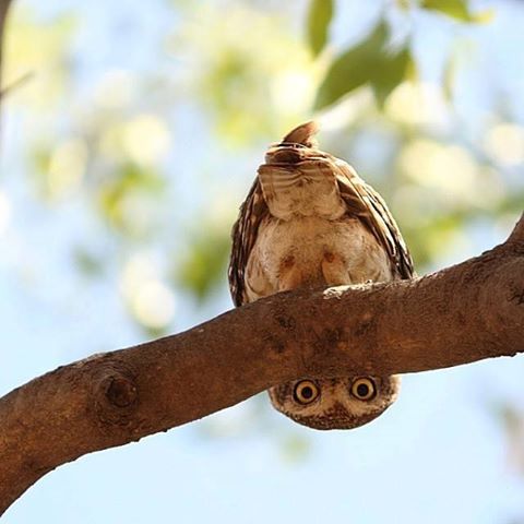 just an owl in a tree noticing you photographing it