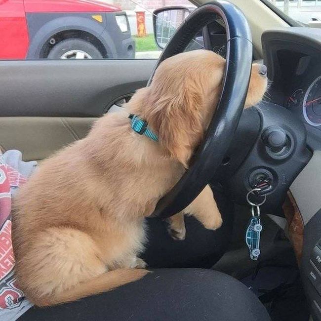 car jack in inaction, dog sleeping on steering wheel