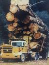 logging truck with massive logs