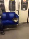 just a cat going home from work