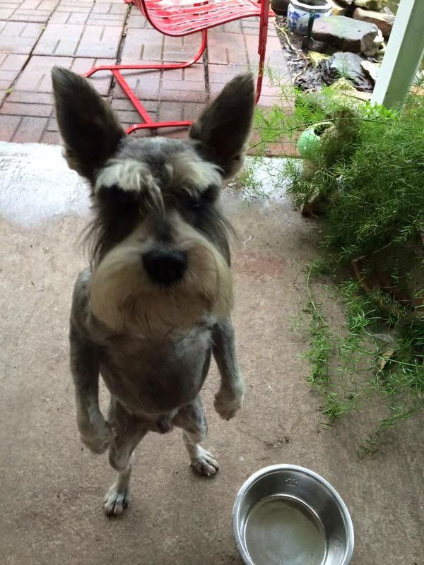 can't you see that my bowl is empty, angry dog standing like human