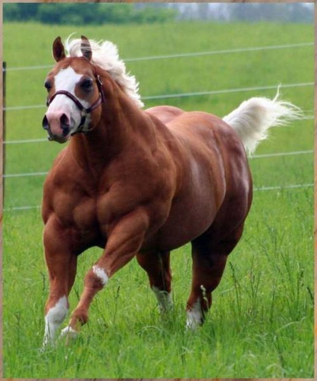 beef horse, muscular stallion