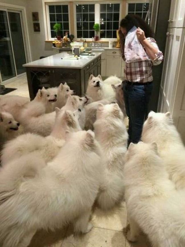 just a few too many dogs perhaps