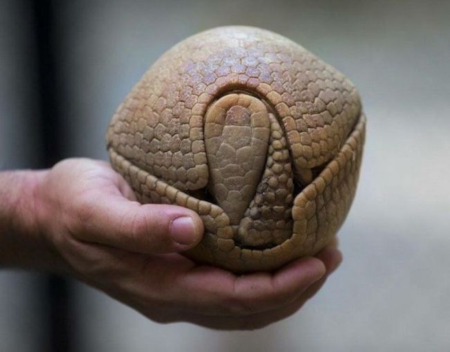 the armadillo is nature's billiard ball