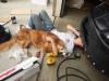 dog cuddling with car mechanic owner