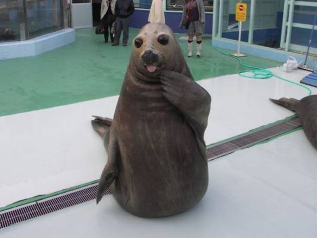 happy surprised seal