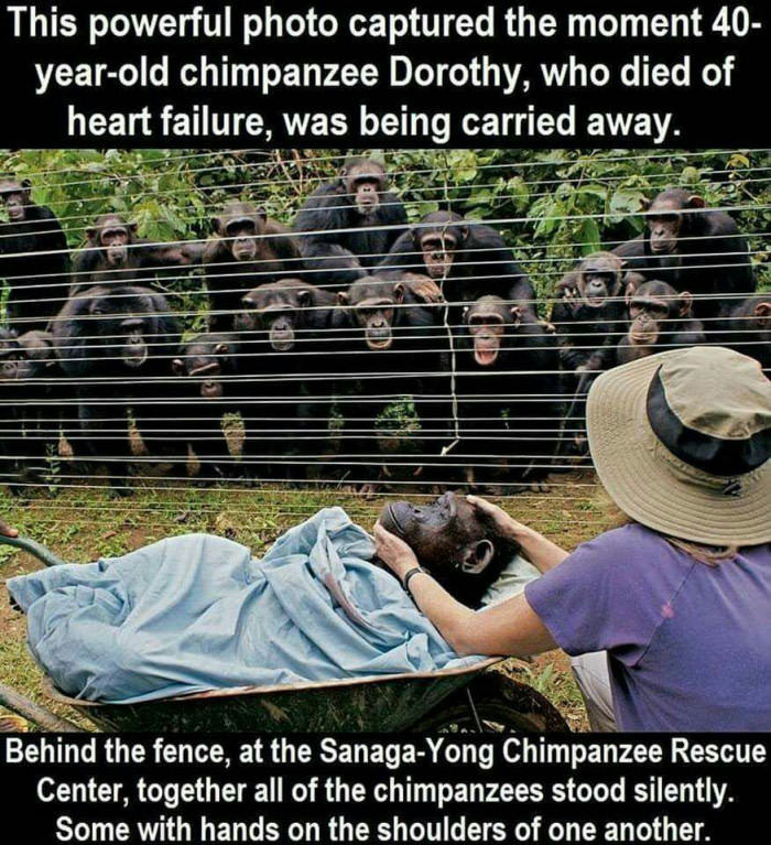 this powerful photo capture the moment 40 year old chimpanzee dorothy, who died of heart failure, was being carried away, behind the fence together all the chimpanzees stood silently