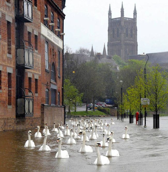 swans strolling down the flooded street