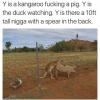 whyy is kangaroo fucking a pig, why is duck watching, why is there a 10 ft tall nigga with a spear in the back