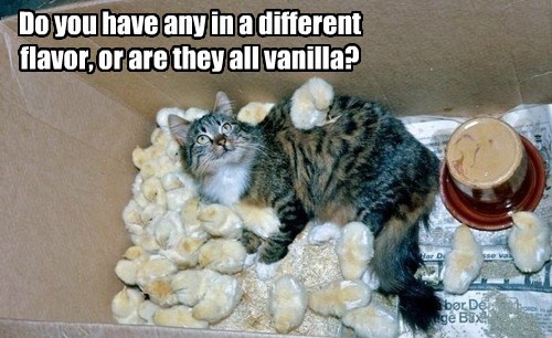 do you have any in a different flavour or are they all vanilla?