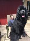 ridiculously large dog, big dog