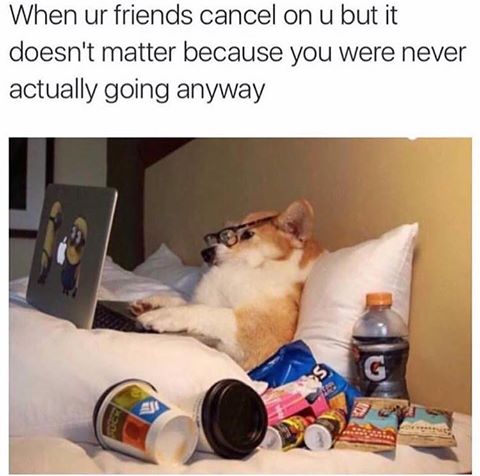 when ur friends cancel on u but it doesn't matter because you were never actually going anyway, dog in bed on laptop with snacks