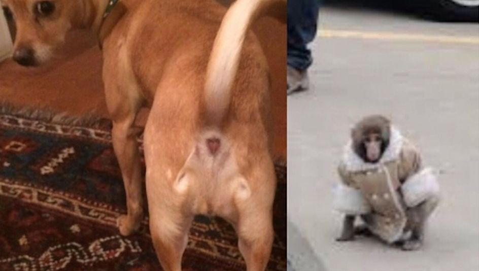 monkey dog butt