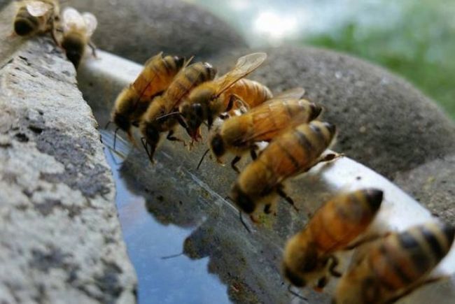 just some bees drinking water