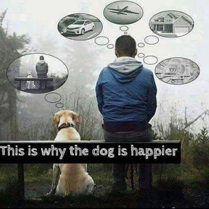 this is why the dog is happier