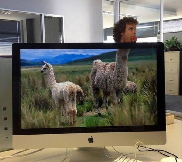 llama's in a field in your office